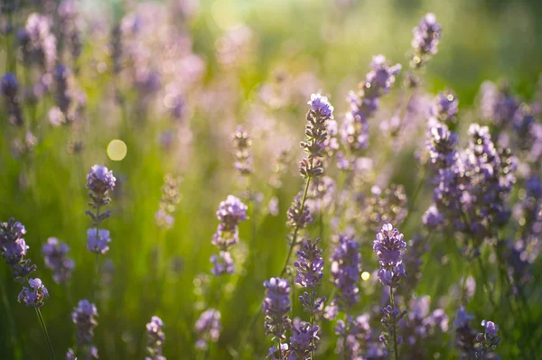 Işıklı mor lavanta çiçek çiçek yağmur damlaları ile