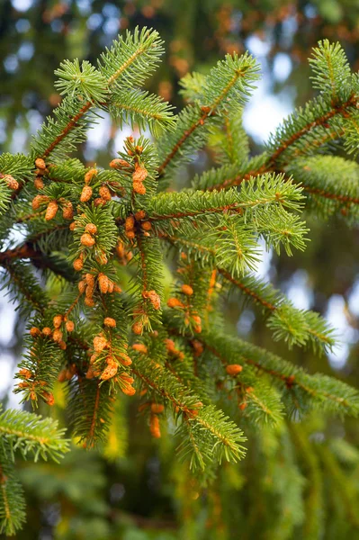 Ladin gökyüzü arka plan üzerinde dallar genç koni. 