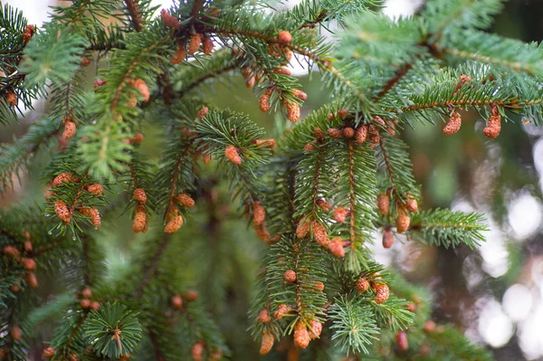 Jonge Groeiende Zilverspar Boom Spruiten Tak Voorjaar Hout — Stockfoto