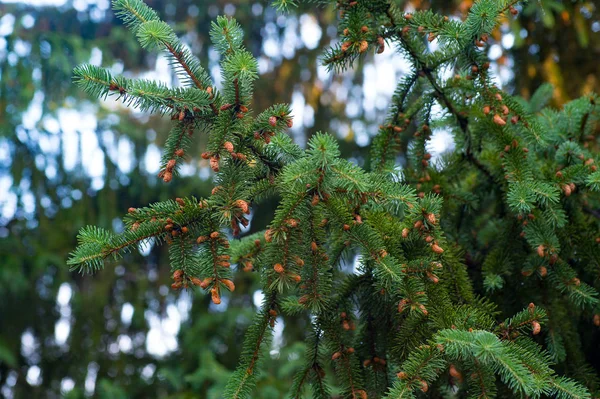 Spruce Grenar Med Kottar — Stockfoto