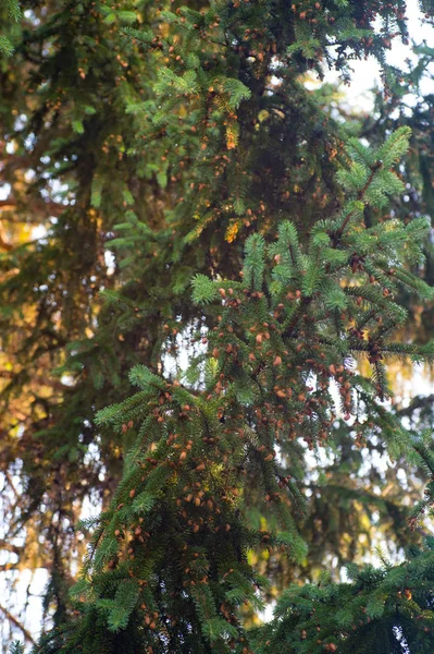 Genç Yeşil Çam Ağacı Iğneler Bokeh Ile Lahanası — Stok fotoğraf