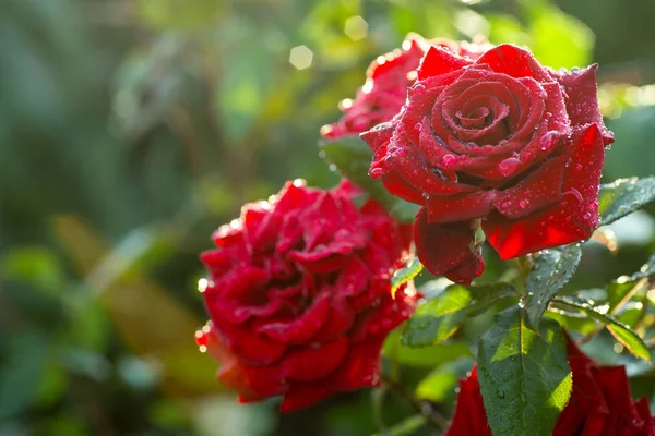 Doğal çiçek arka plan. Yağmur sonrası yükseldi. 