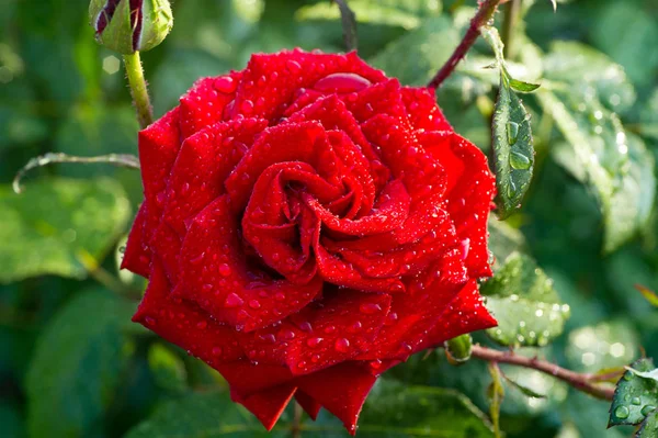 Yağmur sonrası yükseldi. Tebrik kartı (8 Mart günü Sevgililer günü Womans için)