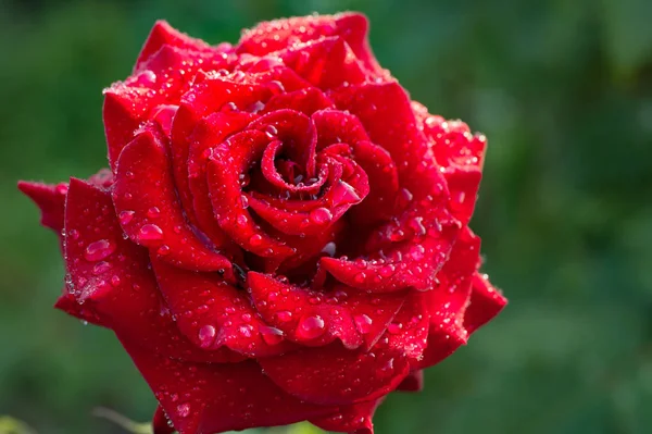 Kırmızı kırmızı gül yaprakları yakın çekim üzerinde su damlacıkları. makro doku arka plan