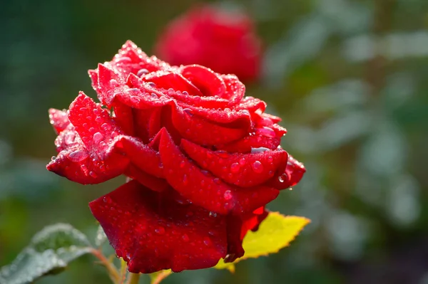 Büyük bir çiçek üzerinde Çiy damlaları.