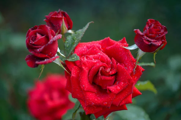 Güzel kırmızı gül bahçesinde bulunan su yaprak yeşil üzerinde yağmur damlaları. Sevgililer günü - açık havada için gül buketi.