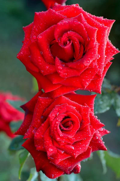 Belle Rose Rosse Uno Sfondo Foglie Verdi Condizioni Naturali — Foto Stock
