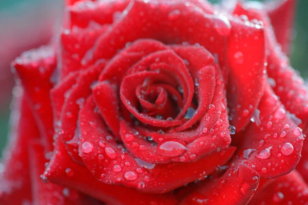 Makro kırmızı ile çiçek açan tomurcuk gül vurdu ve yaprakları üzerinde çiy düşüyor. Romantizm, Sevgililer günü ve sevgi kavramı.