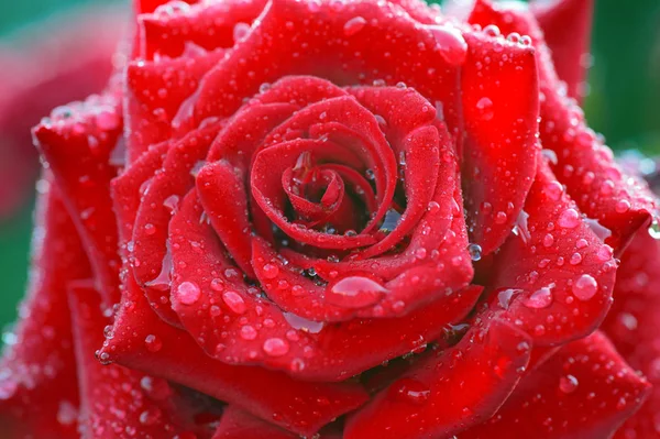 Yakın çekim görüntü güzel kırmızı çiçeklenme üzerinde damlacıkları çiçek seçici odak Sevgililer günü kavramı gül