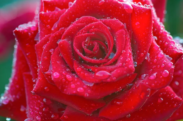 Bir kırmızı gül bud makro su ile yaprakları üzerinde damla yakın çekim