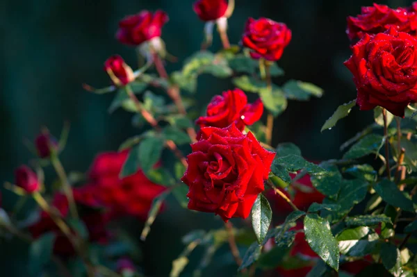 Su damlaları yaprakları ve yağmurdan sonra bahçedeki yaprakları ile kırmızı gül çiçekler 