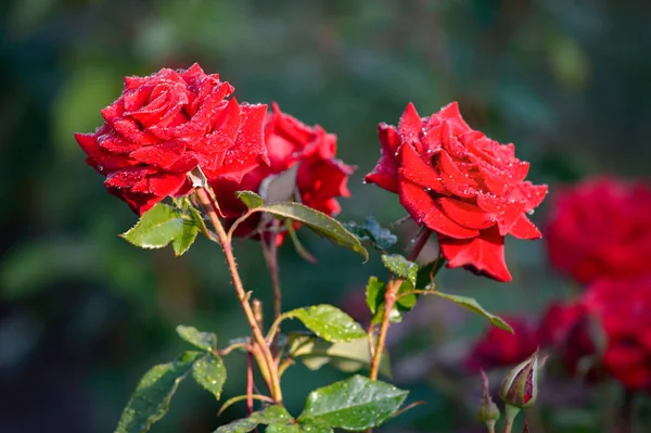 gül kırmızı yaprakları sabahın erken saatlerinde çiğ damlaları ile