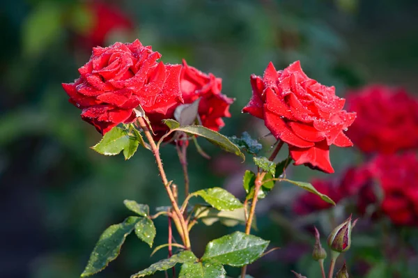 Червоні Оксамитові Троянди Краплями Води Літньому Саду — стокове фото