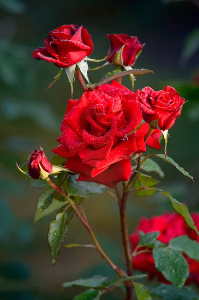 Kırmızı gül yağmur damlaları ile. Tatil için harika bir hediye