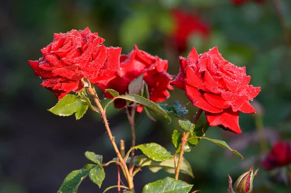 Kırmızı gül su damlacıkları ile doldurulur.