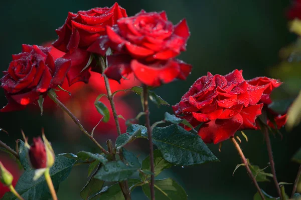 kırmızı gül ile çiğ ile yeşil yaprakların arka plan bulanık. Yumuşak odak 