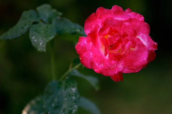 Delikat Rosa Ros Efter Regn Med Droppar Vatten — Stockfoto