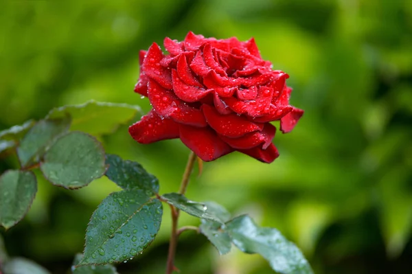 Üzerinde su damlaları olan güzel renkli bir gül.