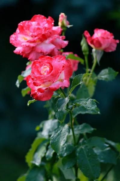 Güzel yarım açılan parlak pembe gül çiçek yeşil yaprakları çiğ damlaları ile arka planı. 