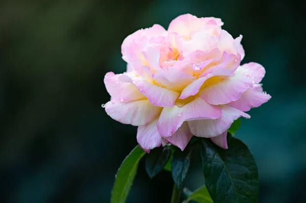 Gentle Pink Rose Drops Dew Morning Garden Beautiful Flower Rain — Stock Photo, Image