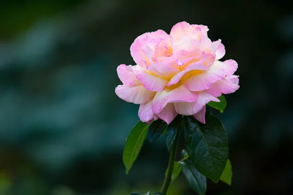 Nahaufnahme Der Blüte Einer Rosa Rose Mit Wassertropfen — Stockfoto