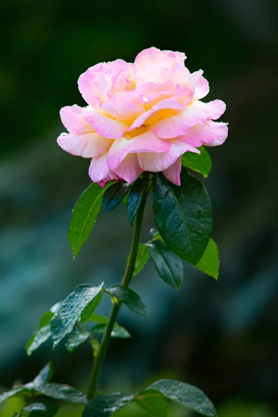 Primer Plano Una Rosa Rosa Blanca Con Gotas Agua — Foto de Stock