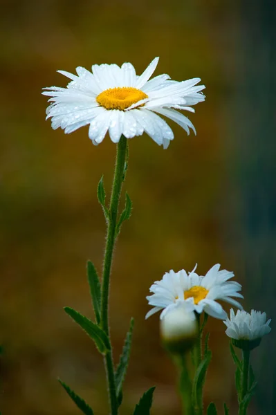 Grande Fleur Camomille Fleurissant Dans Jardin Marguerite Sur Gros Plan — Photo