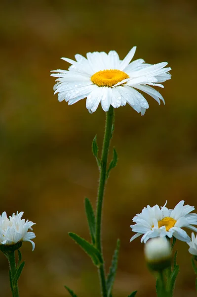 Fleurs Camomille Poussant Sur Prairie Verte Marguerite Sur Prairie Gros — Photo