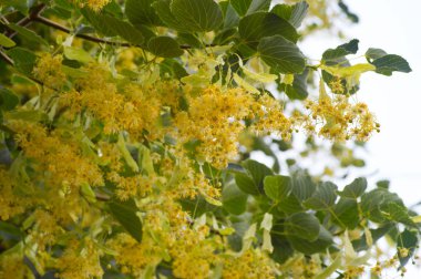 Ihlamur çiçek mavi gökyüzü arka plan üzerinde 