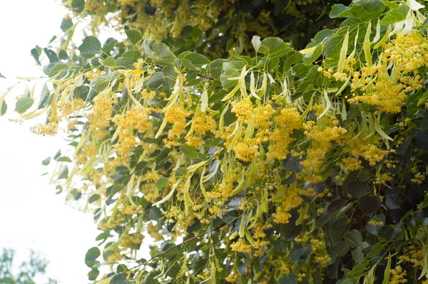 Çiçekler ıhlamur ağacı çiçek çiçek