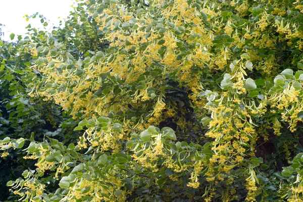 盛开的椴树和绿叶 — 图库照片