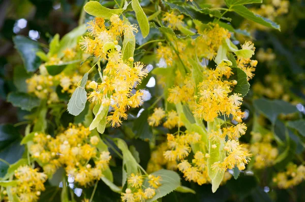 Lindenblüten Sommer Blühende Linden Blüten Des Lindenhonigs — Stockfoto