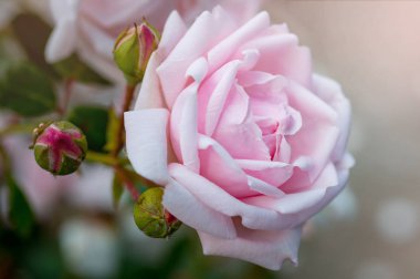 Hafif pembe gül çiçek tomurcukları ile Close-up. Bulanık doğa arka plan üzerinde