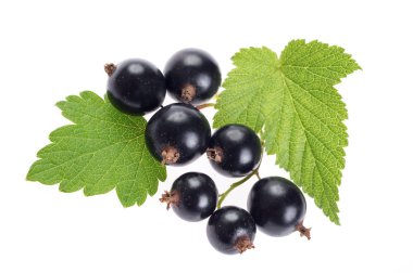 Büyük Olgun blackcurrant meyveler yaprakları ile. Portre, üzerinde beyaz izole