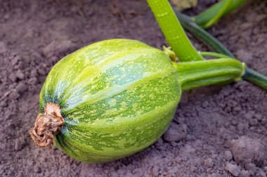 Bahçede büyüyen olgunlaşmamış yeşil kabak. Siyah toprak üzerinde yalan