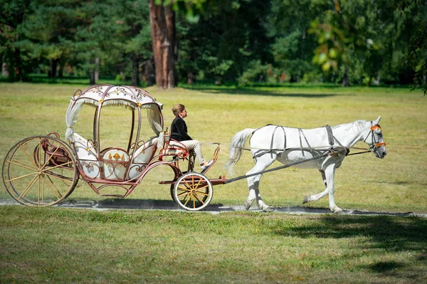 Bila 乌克兰 2017年9月2日一辆马车和一匹白马穿过夏日公园 — 图库照片
