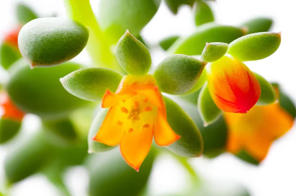 Close Bloei Succulente Cactus — Stockfoto