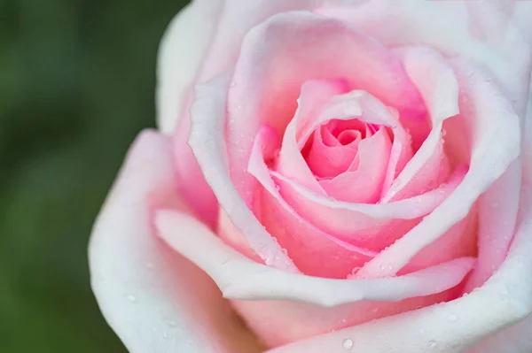 Pink Rose Close Can Use Background — Stock Photo, Image
