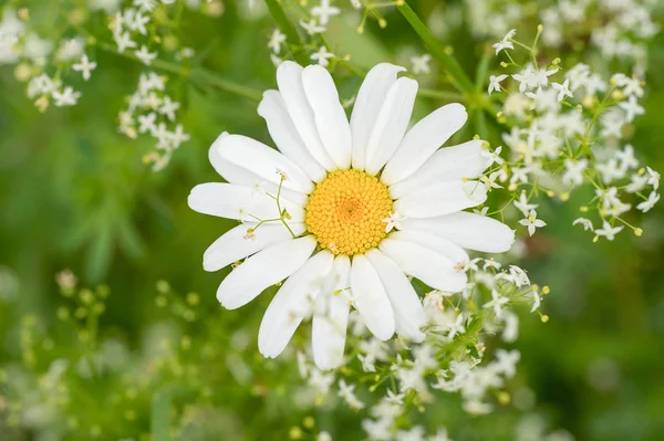 Belle Marguerite Blanche Poussant Été Sur Fond Naturel — Photo