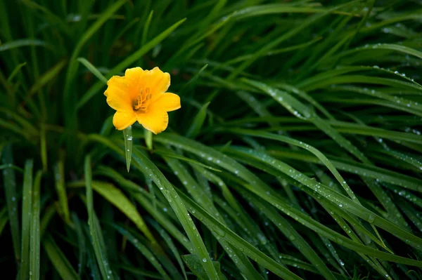 Fleur Lys Jaune Avec Herbe Verte Gouttes — Photo