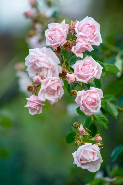 Background Rose Bushes — Stock Photo, Image