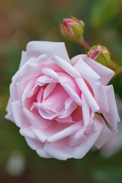 Light Pink Rose Flower Buds Beautiful Flower Blurry Background — Stock Photo, Image