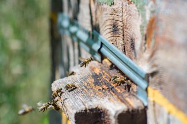 Arı kovanı eski bir giriş uçan bal arıları. İzole odak