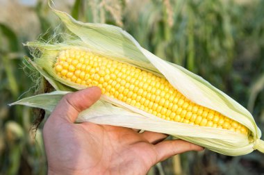 Olgun Mısır tatlı kulak tutarak çiftçi