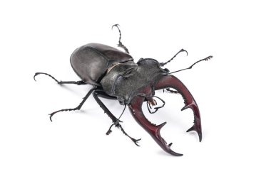 Erkek böcek (Lucanus cervus) beyaz arka plan üzerinde izole