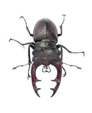 Closeup görünümünü izole erkek hata (Lucanus cervus)