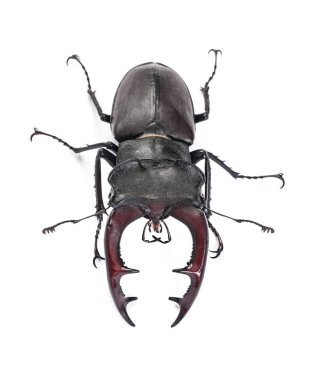 Closeup view of male bug (Lucanus cervus) isolated clipart