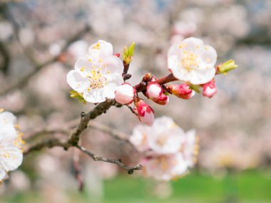 Güzel çiçekler meyve ağacı üzerinde. Parkta doğa