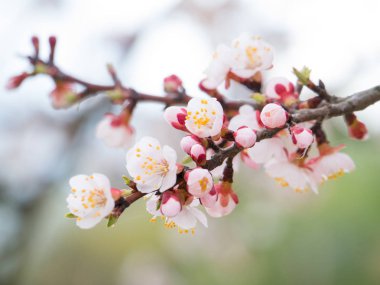 Bahar şube bir çiçek açması, kayısı ağacında üzerinde beyaz çiçekler.