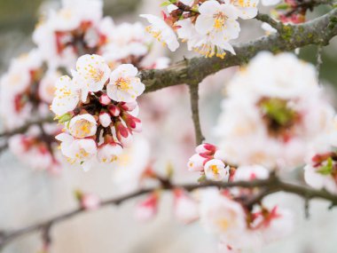 Bahar. Arka plan bahar çiçek çiçek. Bir çiçekli ağaç ve güneş patlaması ile bir güzel doğa manzara. Güneşli bir gün. Güzel bahçe